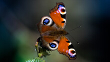 Closeup Shot Of A Peacock Butterfly