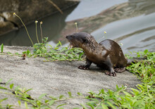 Small, Angry Wet Otter Getting Out Of Water With Grass Next To It