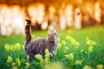 Wall Mural - cute striped kitten walking through a summer sunny meadow and catching a flying butterfly