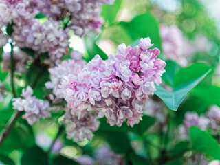 Wall Mural - Close view of purple lilac inflorescence. Spring background.