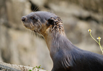 Closeup of a wet otter against a blurry cliff background on a sunny beach