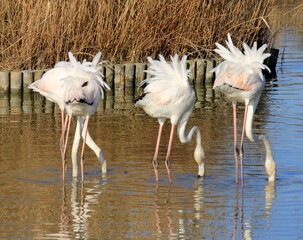 Sticker - vent dans les plumes