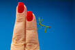© Angela - Um louva a deus nos dedos femininos com unhas pintadas de vermelho e com fundo azul.