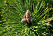 Zdjęcie przyrody przedstawiające gałąź sosny z młodymi szyszkami otoczone igłami