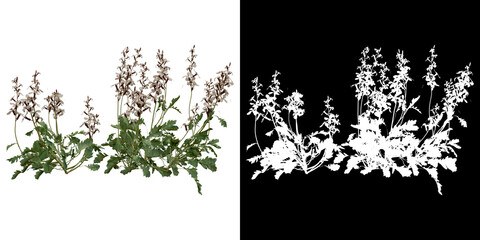 Wall Mural - Left view of plant (Eruca Vesicaria) png with alpha channel to cutout 3D rendering