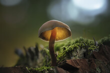 Selective Focus Shot Of A Mushroom