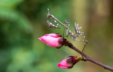 Close up of pair of Beautiful European mantis ( Mantis religiosa )