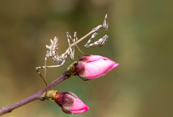 Close up of pair of Beautiful European mantis ( Mantis religiosa )