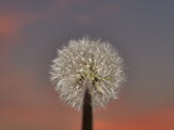 Fototapeta Dmuchawce - dandelion in golden hour 