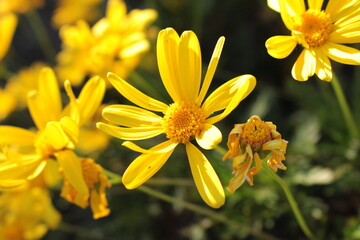 yellow flower in the garden