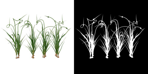 Wall Mural - left view of plant (garlic) png with alpha channel to cutout 3d rendering