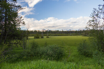 Wall Mural - Meadow with mountains in background, Glacier National Park, Montana