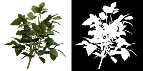 Wall Mural - front view of plant (glycine max) png with alpha channel to cutout 3d rendering