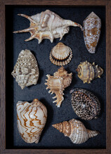 Flat Lay View Of Seashell Collection Within Wooden Frame On Black Background Containing Various Species Of The Following Families: Muricidae, Fasciolariidae, Cypraeidae, Conidae, Olividae, Cardiidae