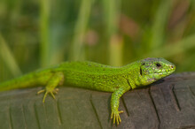 European Green Lizard Lacerta Viridis. In The Wild