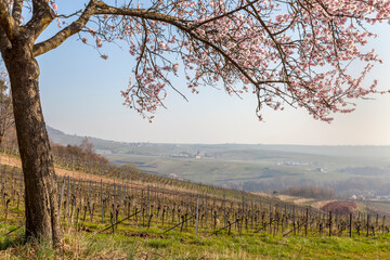 Wall Mural - Mandelbaumblüte (Prunus dulcis), Frühling in der Südpfalz