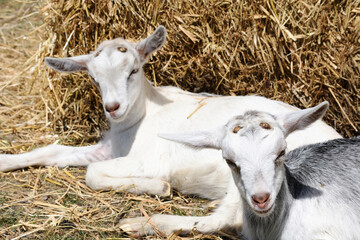 Two disbud, dehorn, young female Alpine goats rest on hay bales. Selective focus.