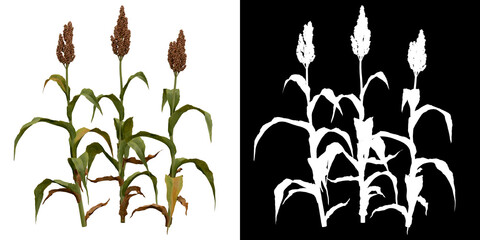 Wall Mural - front view of plant (sorghum bicolor) png with alpha channel to cutout 3d rendering