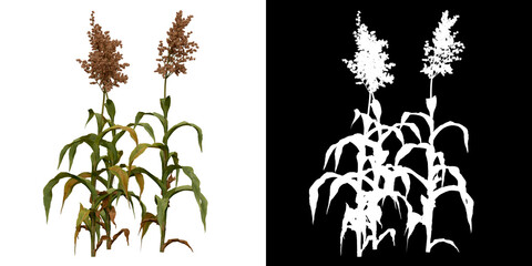 Wall Mural - Left view of plant (Sorghum Bicolor) png with alpha channel to cutout 3D rendering