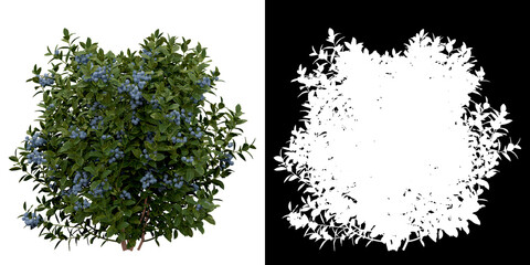 Wall Mural - Left view of plant (Vaccinium) png with alpha channel to cutout 3D rendering