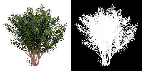 Wall Mural - Left view of plant (Vaccinium) png with alpha channel to cutout 3D rendering