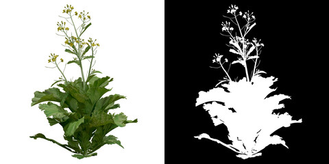 Wall Mural - front view of plant (brassica juncea) png with alpha channel to cutout 3d rendering