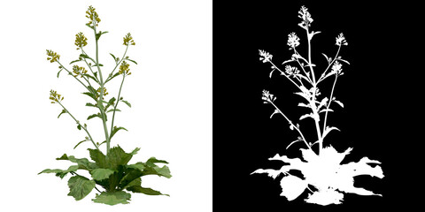 Wall Mural - front view of plant (brassica juncea) png with alpha channel to cutout 3d rendering