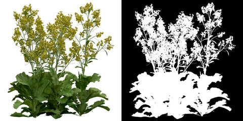 Wall Mural - front view of plant (brassica juncea) png with alpha channel to cutout 3d rendering