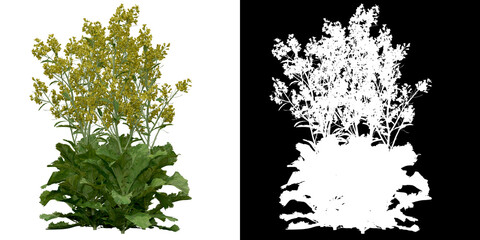 Wall Mural - left view of plant (brassica juncea) png with alpha channel to cutout 3d rendering