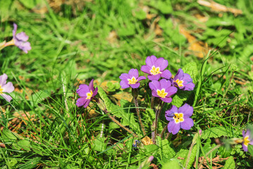 Small colourful flowers grow in the grass in a spring meadow or field