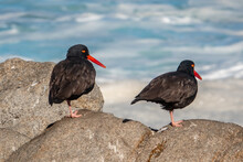 A Pair Of Black Oystercatcher Birds (Haematopus Bachmani) Along The Monterey Bay Pacific Coast California, In Pacific Grove.