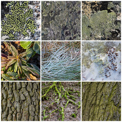 Wall Mural - Set of natural textures. Nature objects close-up: trunks and bark of trees, foliage of plants, surface of stones, grass, moss and lichen, hoarfrost and snow. Backgrounds collection for design.