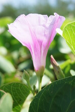 Beach Moonflower With A Natural Background