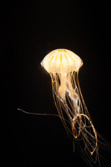 Wall Mural - jelly fish in the aquarium