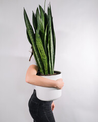 Sticker - Vertical shot of a person holding a pot with a Sansevieria plant with a white background