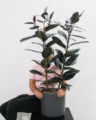 Sticker - Vertical shot of a person holding a pot with a Rubber fig with a white background