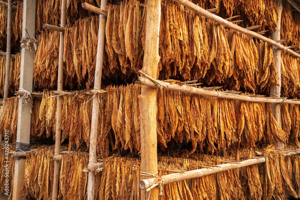 how to hang tobacco Curing Burley Tobacco Hanging in a Barn.Tobacco leaves drying in the  shed.Agriculture Tobacco farmers use tobacco leaves to incubate tobacco  leaves naturally in the barn. Stock Photo