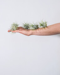 Sticker - Vertical shot of succulent plants on a hand of a person with white background