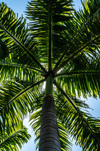 Look Up Of Palm Tree On Sunny Day. Tropical Holidays Concept