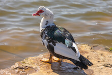 Closeup Shot Of A Muscovy Duck Perched On A Rock By The Pond