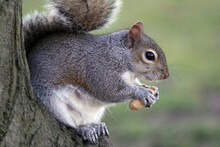 Closeup Shot Of A Squirrel Eating A Nut