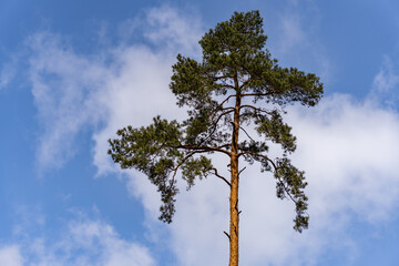 Tall thin tree in a cloudy blue sky