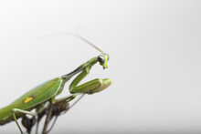 Macro Of A Mantis In Studio