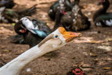 White Duck, Blue Eye And Orange Beak