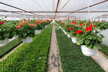 Poster - Industrial growth of pink roses in a Dutch greenhouse