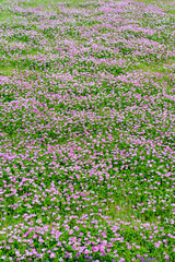 Wall Mural - Flowers of Chinese milk vetch (Astragalus sinicus) in Japan in spring