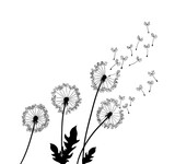 Fototapeta Dmuchawce - Dandelion wind blow background. Black silhouette with flying dandelion buds on a white. Abstract flying seeds. Floral scene design