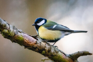 Wall Mural - Tit on branch. Close-up of great tit. Parus major - birds-spring. 