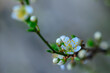 Spring in the garden. Beautiful blooming cherry plum branches