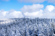 Las widziany z góry w słoneczny dzień zimą